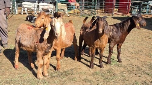 4X KALAHARI RED BUCK HSM KOTZE (Per animal to take the lot)