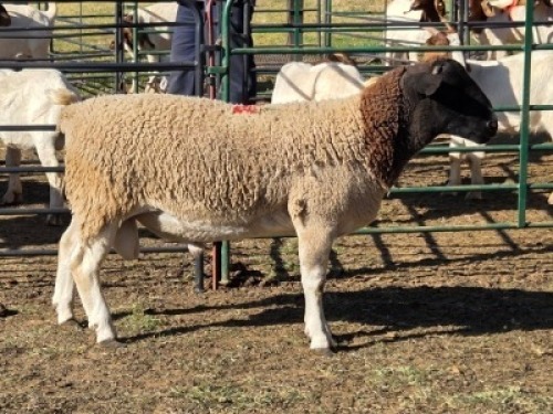 1X DORPER RAM MAJU DORPERS