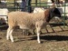 1X DORPER RAM MAJU DORPERS
