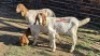 3X BOER GOAT DOE ERNST DE WITT (Per animal to take the lot)