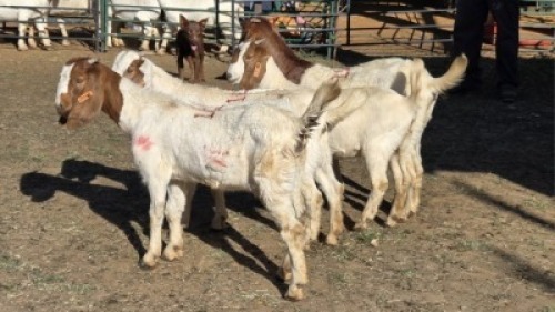4X BOER GOAT DOE ERNST DE WITT (Per animal to take the lot)