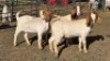3X BOER GOAT DOE ERNST DE WITT (Per animal to take the lot)