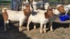 3X BOER GOAT DOE ERNST DE WITT (Per animal to take the lot)