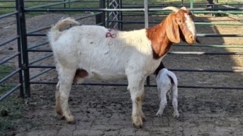 1+1X BOER GOAT DOE ERNST DE WITT
