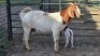 1+1X BOER GOAT DOE ERNST DE WITT