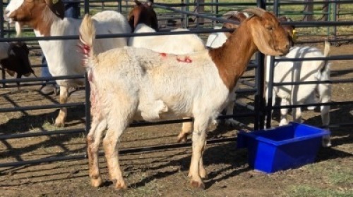 1X BOER GOAT DOE ERNST DE WITT