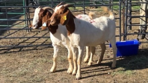 2X BOER GOAT DOE ERNST DE WITT (Per animal to take the lot)