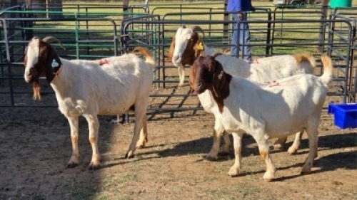 2X BOER GOAT DOE ERNST DE WITT (Per animal to take the lot)