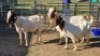 2X BOER GOAT DOE ERNST DE WITT (Per animal to take the lot)