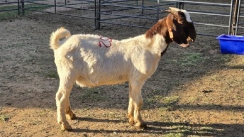 1X BOER GOAT BUCK ERNST DE WITT