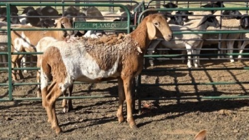 1X MEATMASTER EWE TW FOURIE