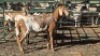 1X MEATMASTER EWE TW FOURIE
