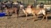 3X MEATMASTER EWE TW FOURIE (Per animal to take the lot)