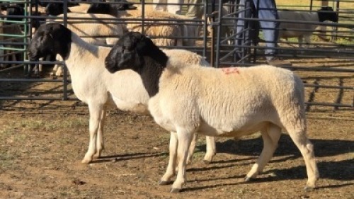 2X DORPER MALE & HAMMELS LEANDRI DU TOIT (Per animal to take the lot)
