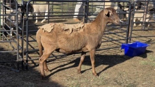 2X MEATMASTER EWE TW FOURIE (Per animal to take the lot)