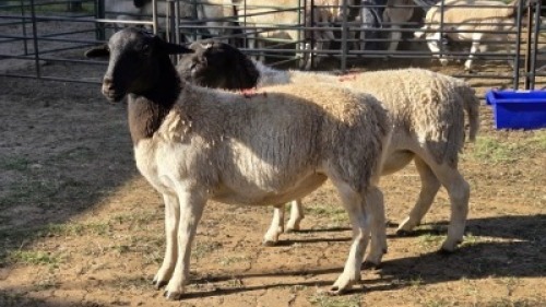 2X DORPER MALE & HAMMELS LEANDRI DU TOIT (Per animal to take the lot)