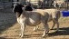 2X DORPER MALE & HAMMELS LEANDRI DU TOIT (Per animal to take the lot)