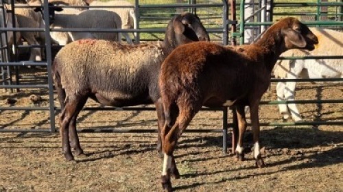 2X MEATMASTER EWE TW FOURIE (Per animal to take the lot)