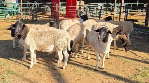 10X DORPER MALE & HAMMELS LEANDRI DU TOIT (Per animal to take the lot)