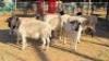 10X DORPER MALE & HAMMELS LEANDRI DU TOIT (Per animal to take the lot)
