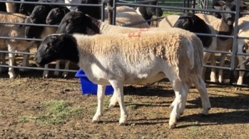 2X DORPER MALE & HAMMELS LEANDRI DU TOIT (Per animal to take the lot)