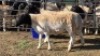 2X DORPER MALE & HAMMELS LEANDRI DU TOIT (Per animal to take the lot)