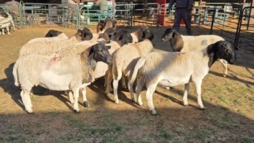 10X DORPER MALE & HAMMELS LEANDRI DU TOIT (Per animal to take the lot)
