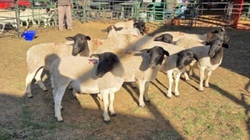 10X DORPER MALE & HAMMELS LEANDRI DU TOIT (Per animal to take the lot)