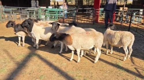 10X DORPER MALE & HAMMELS LEANDRI DU TOIT (Per animal to take the lot)