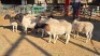 10X DORPER MALE & HAMMELS LEANDRI DU TOIT (Per animal to take the lot)