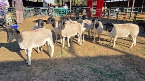 10X DORPER MALE & HAMMELS LEANDRI DU TOIT (Per animal to take the lot)