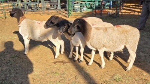 4X DORPER MALE & HAMMELS LEANDRI DU TOIT (Per animal to take the lot)