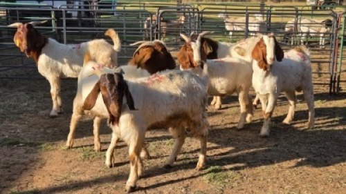 6X BOER GOAT BUCK CHANA FARMS (Per animal to take the lot)