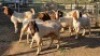 6X BOER GOAT BUCK CHANA FARMS (Per animal to take the lot)