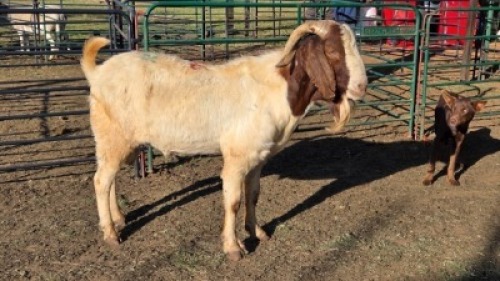 1X BOER GOAT BUCK CHANA FARMS