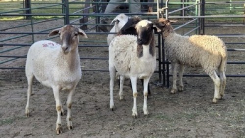 4X MEATMASTER CROSS EWE JC SWART (Per animal to take the lot)