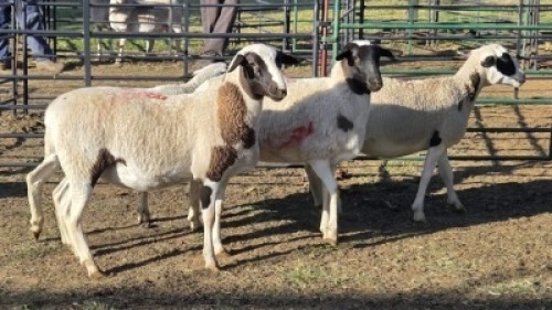 4X MEATMASTER CROSS EWE JC SWART (Per animal to take the lot)