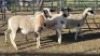 4X MEATMASTER CROSS EWE JC SWART (Per animal to take the lot)