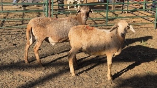 2X MEATMASTER RAM JC SWART (Per animal to take the lot)