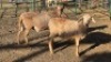 2X MEATMASTER RAM JC SWART (Per animal to take the lot)