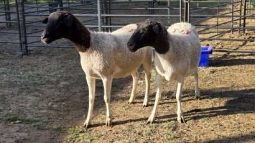2X DORPER EWE JC SWART (Per animal to take the lot)