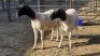 2X DORPER EWE JC SWART (Per animal to take the lot)