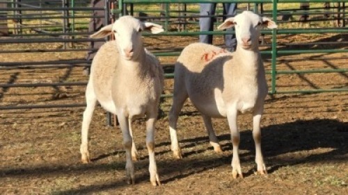 2X WHITE DORPER EWE JC SWART (Per animal to take the lot)