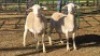 2X WHITE DORPER EWE JC SWART (Per animal to take the lot)