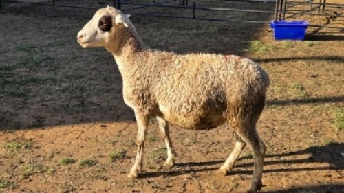1X WHITE DORPER CROSS HAMEL JC SWART