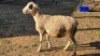 1X WHITE DORPER CROSS HAMEL JC SWART