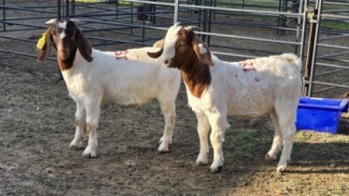 2X BOER GOAT BUCK OPPIE DORP BOERDERY (Per animal to take the lot)