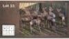 9X BLESBOK Penkoppe (Per Piece to take the lot/Per stuk om lot te neem)