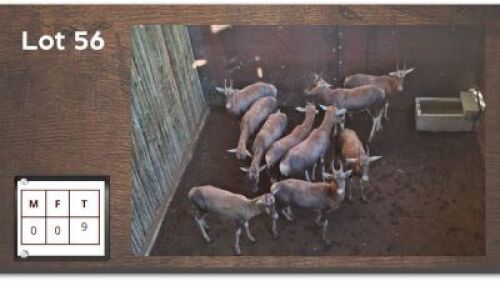 9X BLESBOK - Lammers (Per Piece to take the lot/Per stuk om lot te neem)