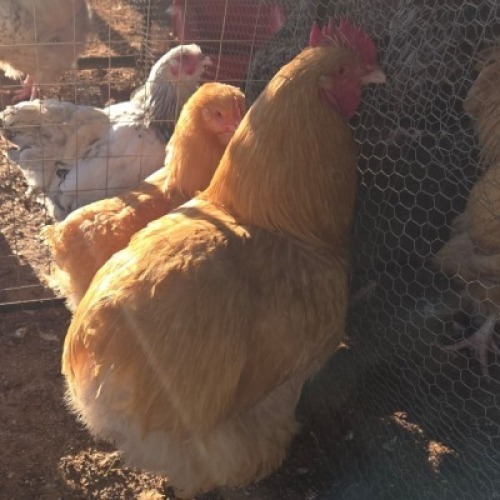 2X CHICKEN ROOSTER & HEN TIEGERPOORT DORPERS (Per animal to take the lot)